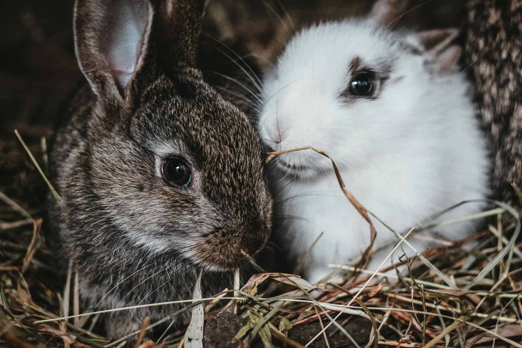 Petshopping nourriture et accessoires pour animaux