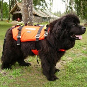 DESIGN K9 Turtle Dog Floatable Harness