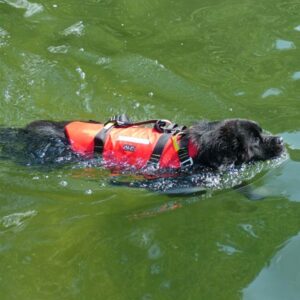 DESIGN K9 Turtle Dog Floatable Harness